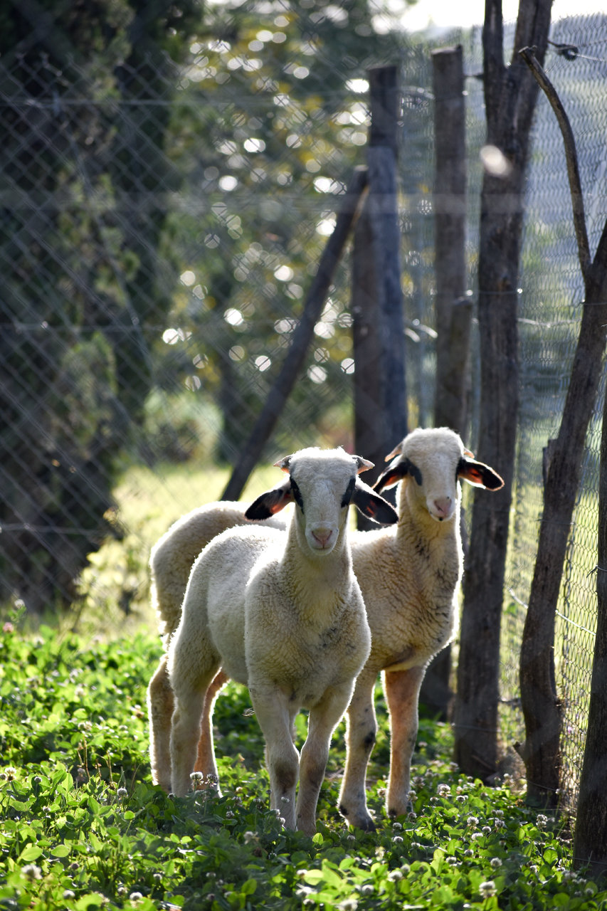 Moutons Bouscassé